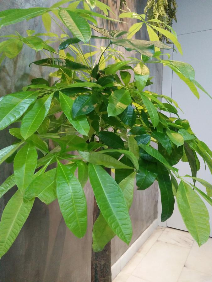 Jb Homestay Bukit Indah Wifi Ciq Mall Legoland Free Parking Johor Bahru Extérieur photo